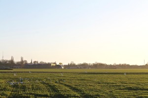 Het weiland met vogels naast bungalowpark Markant.