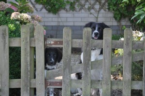 honden in bungalowapark markant